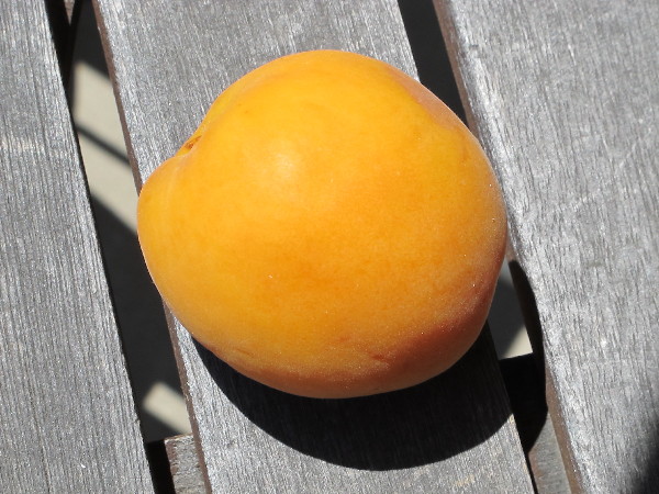apricot0001_2